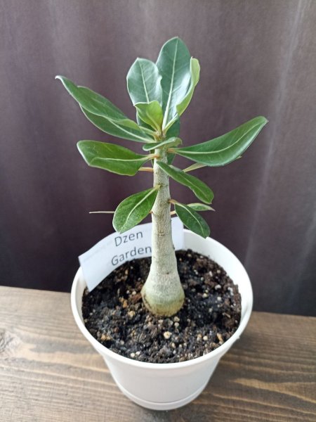 Адениум тучный (Adenium obesum)