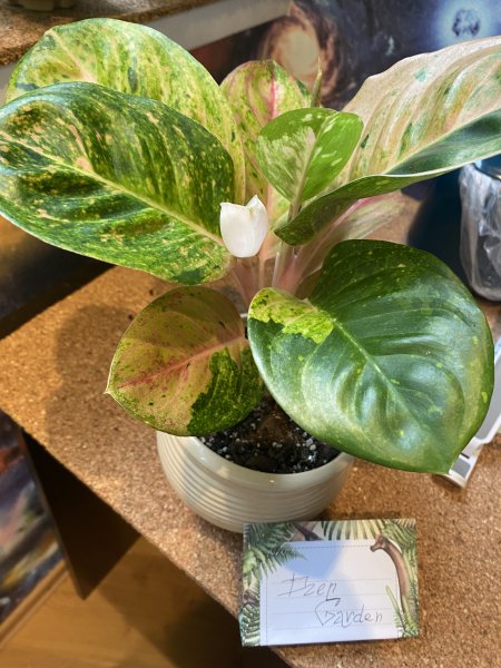 Аглаонема Эпл Фэнтези (Apple Fantasy)