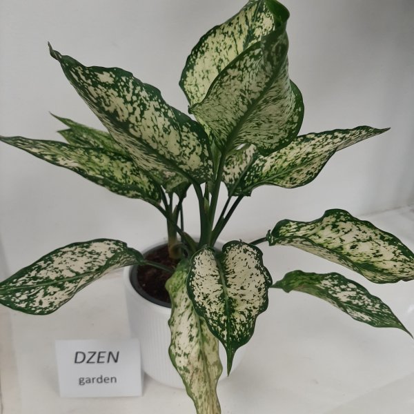 Аглаонема Ферст Даймонд (A. First Diamond)