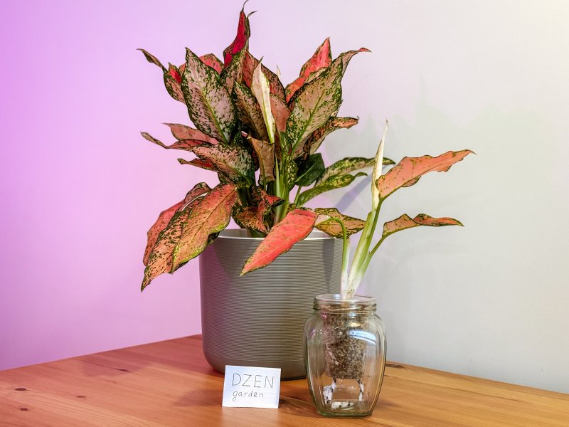 Аглаонема Фулл Ред (A. Full Red)