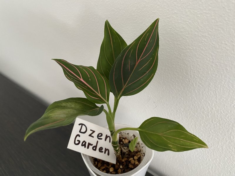 Аглаонема округлая (Aglaonema rotundum)