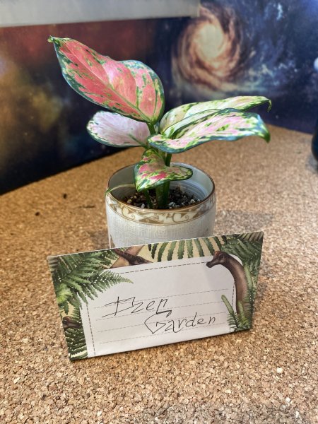 Аглаонема Пинк Валентин (A. Pink Valentine)