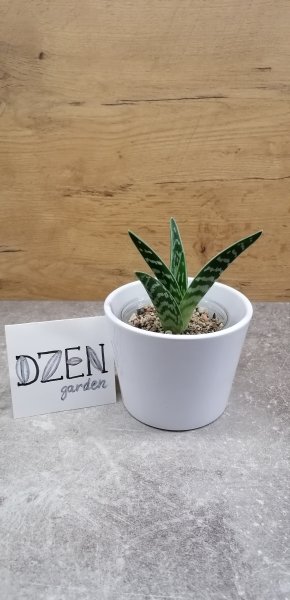 Алоэ пестрое (Variegata)