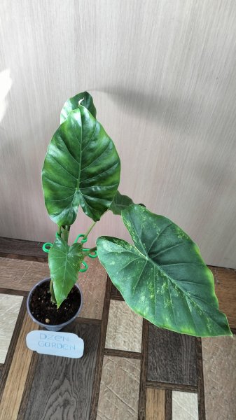Алоказия Гагеана Вариегата (Alocasia Gageana var)