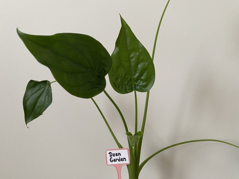 Алоказия Кукулата (Alocasia Cucullata)