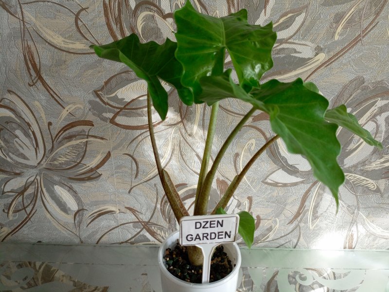 Алоказия Лоу Райдер (A. Low Rider)