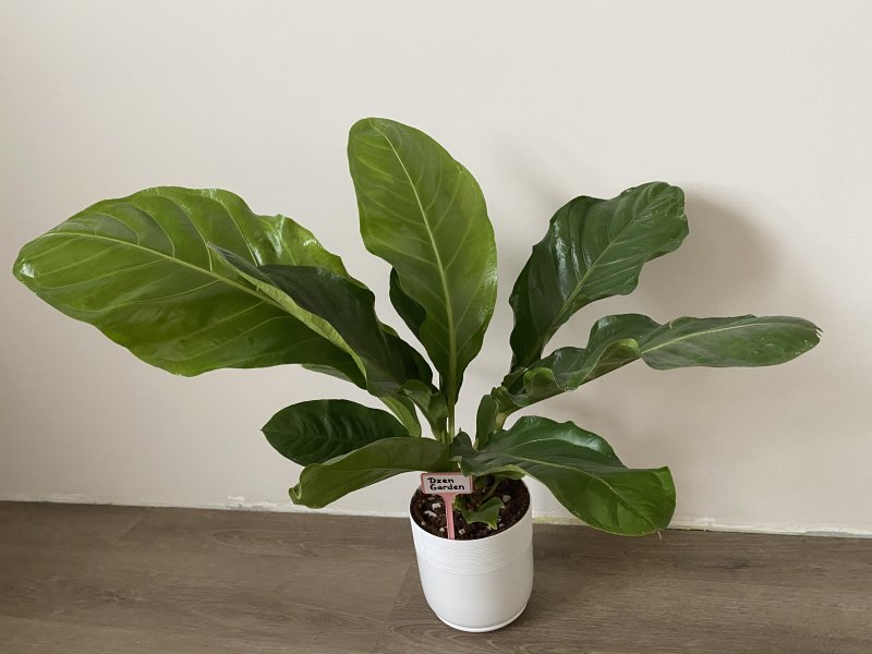 Антуриум Гукера (Anthurium Hookeri)