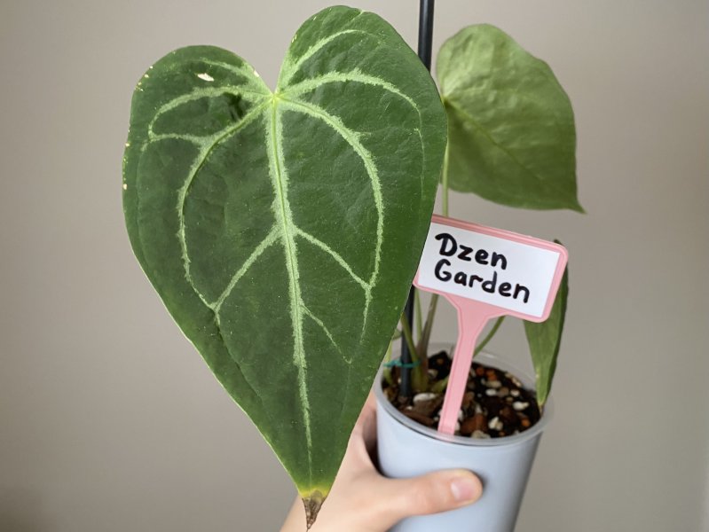 Антуриум Регал (Anthurium regale)