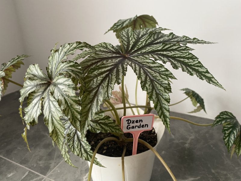 Бегония Грифон (B. Gryphon)