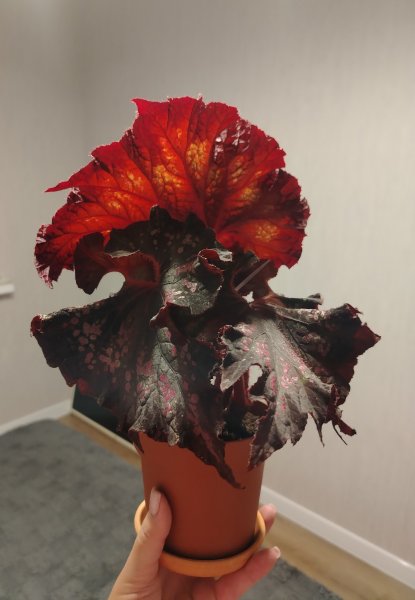 Бегония LeRex Брауни (Begonia LeRex Brownie)