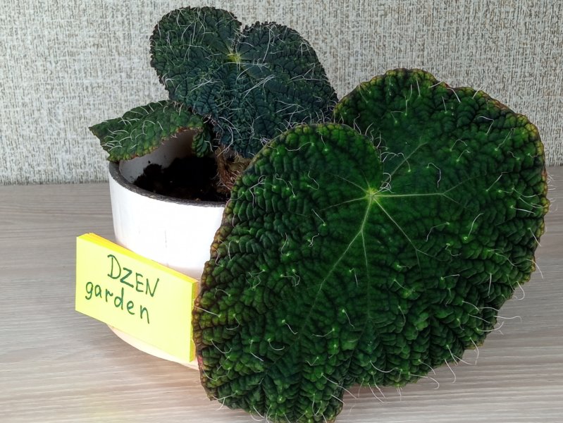 Бегония Сайзмор (Begonia Sizemoreоe)