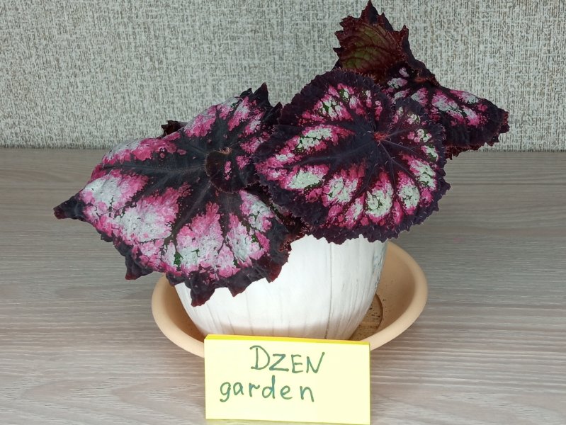 Бегония Тедди (Begonia DS-Teddy)