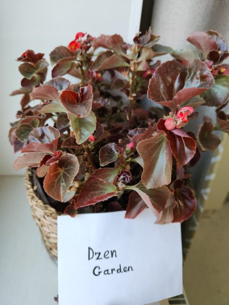 Бегония вечноцветущая (Begonia semperflorens)