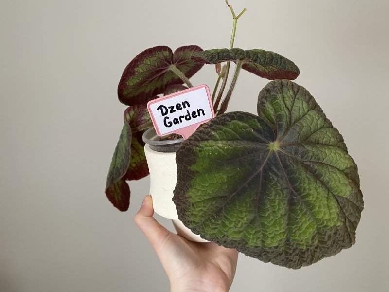 бегония грин годдес (green goddess)