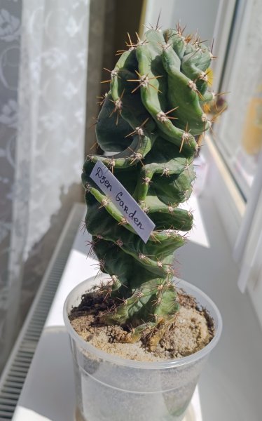 Цереус форбеси спиралис (Сereus forbesii Spiralis)
