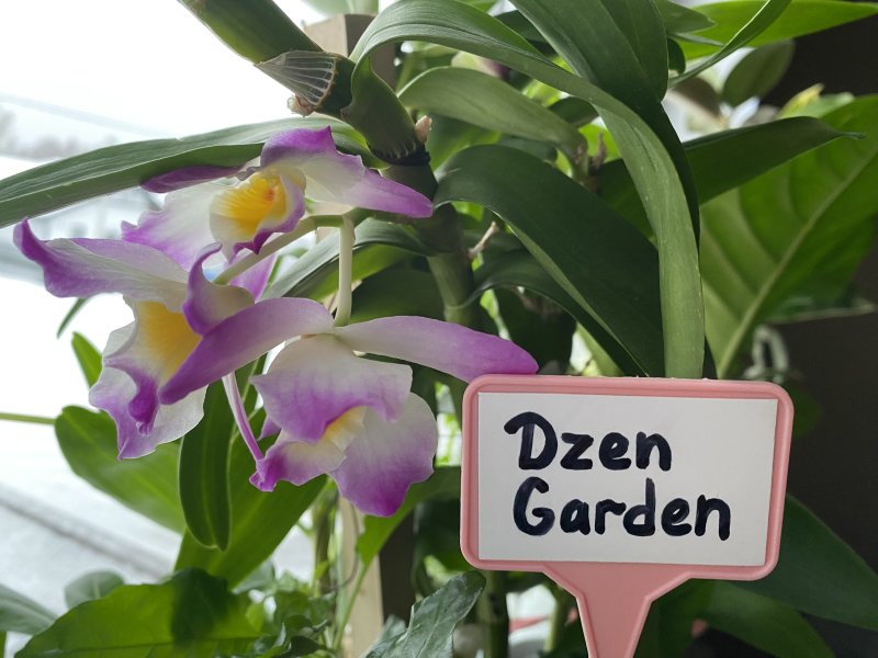 Дендробиум Нобиле (Dendrobium Nobile)