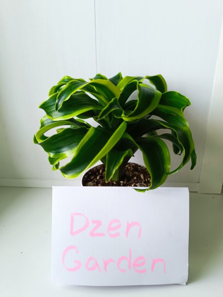 Драцена Торгадо (Dracaena Tornado)