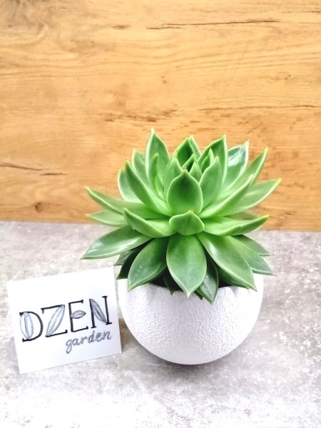 Эхеверия агавовидная (Echeveria agavoides)