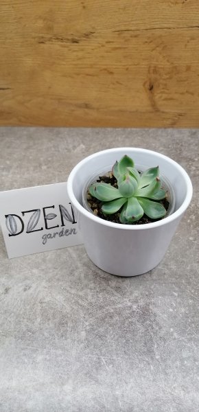 Эхеверия агавовидная Касио (Echeveria agavoides Casio)