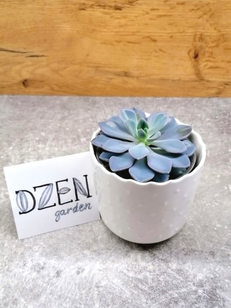 Эхеверия Жемчужина Нюрнберга (Echeveria perle von nurnberg)