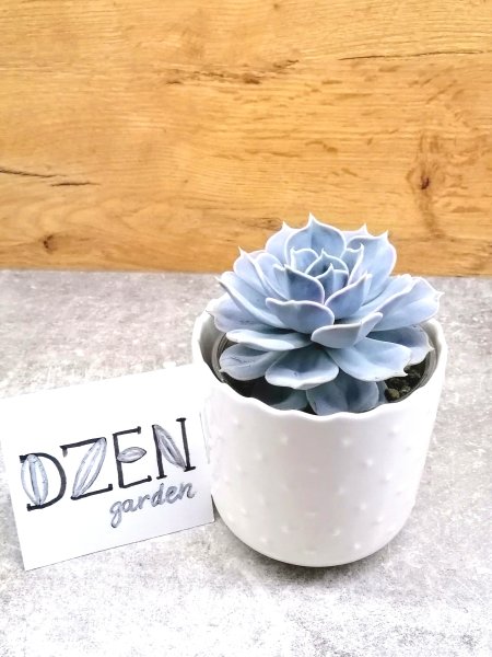 Эхеверия Лилацина (Echeveria lilacina)