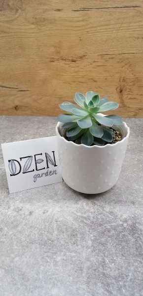 Эхеверия пулидонис (Echeveria pulidonis)