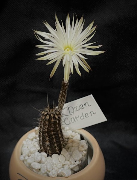 Эхинопсис удивительный (Echinopsis mirabilis Speg)