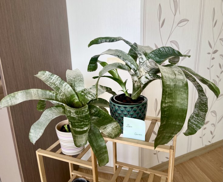 Эхмея полосатая (Aechmea fasciata)