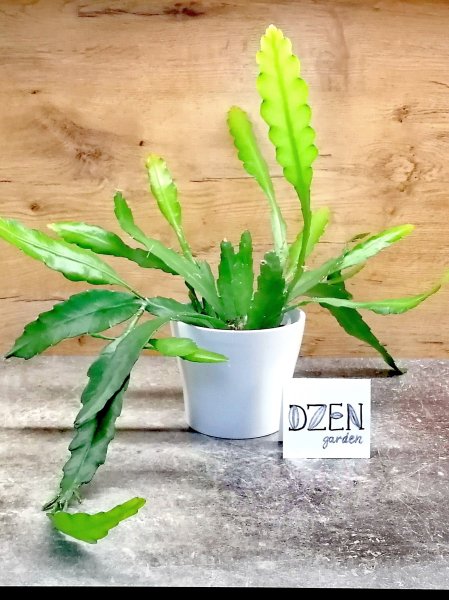 Эпифиллум Фрюлингс Голд (Epiphyllum Fruhlings Gold)