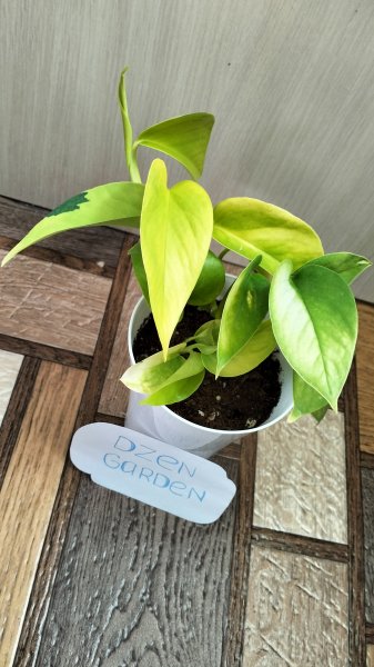 Эпипремнум Неон (Epipremnum Neon/Golden Potos)
