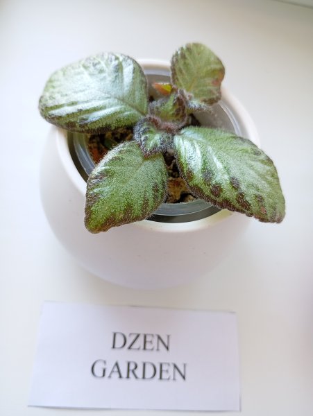 Эписция ползучая (Episcia reptans)