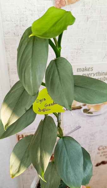 Филодендрон копьевидный (Philodendron hastatum)