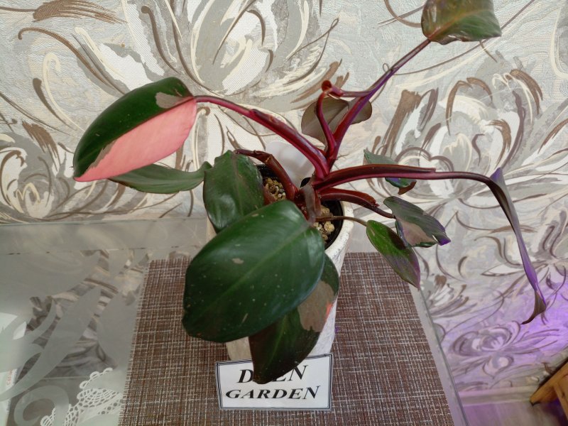 Филодендрон Пинк Принцесс (Philodendron Pink Princess)