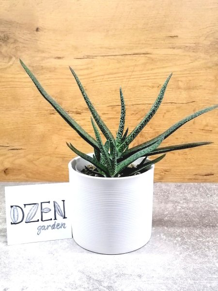 Гастерия двухцветная крошечная (Gasteria Bicolor var. Liliputana)