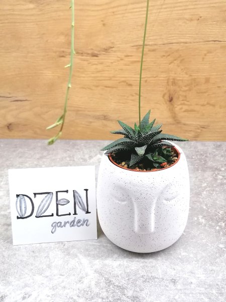 Хавортия Энон (Haworthia Enon)