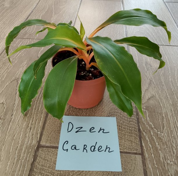 Хлорофитум Оранжевый (ch. amaniense)