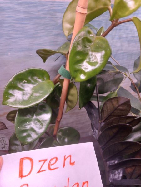 Хойя Карноза Кринкл (Hoya Carnosa Krinkle)