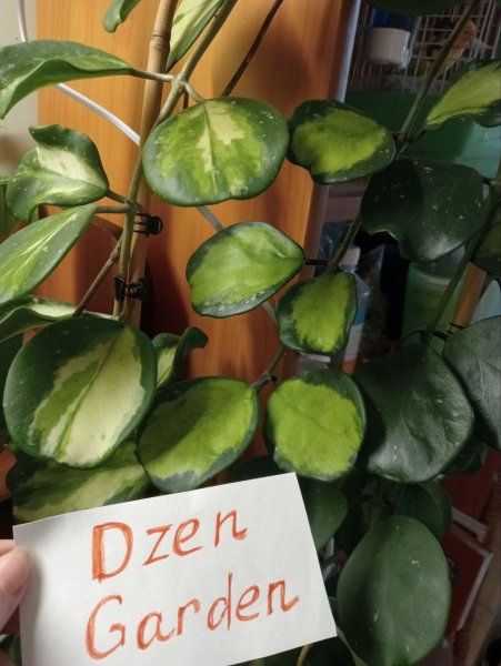 Хойя Обовата сплеш вариегата (Hoya obovata splash variegata)