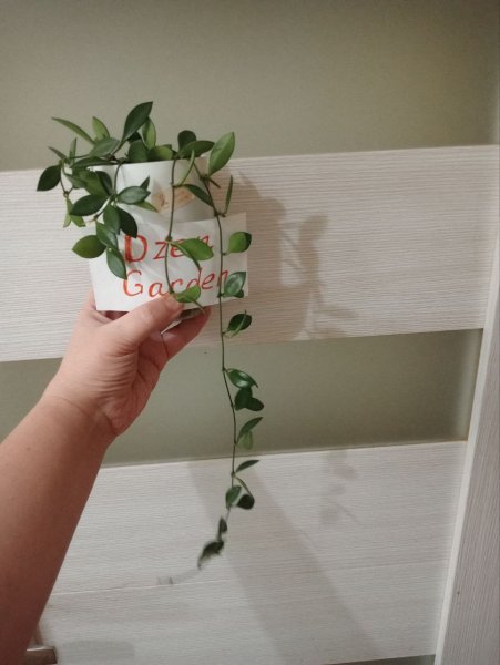 Хойя пикта (Hoya picta)