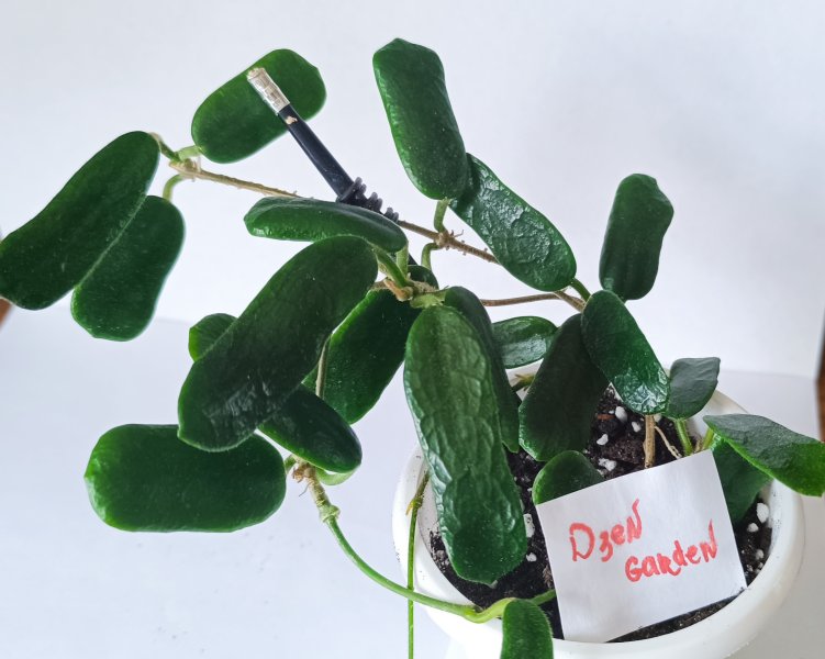 Хойя ротундифлора (Hoya rotundiflora)