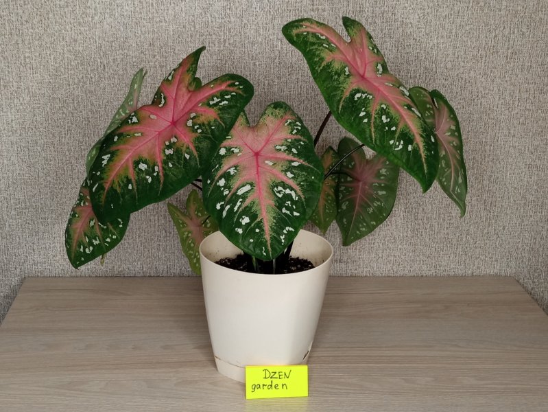Каладиум Красная Вспышка (Caladium Red Flash)