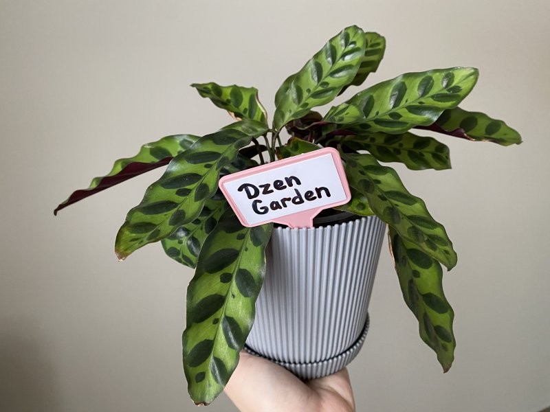 Калатея Лансифолия (Calathea lancifolia) 