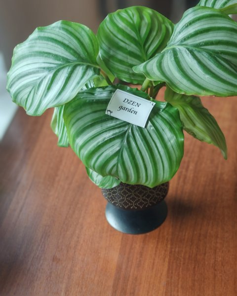 Калатея Орбифолия (Calathea orbifolia)