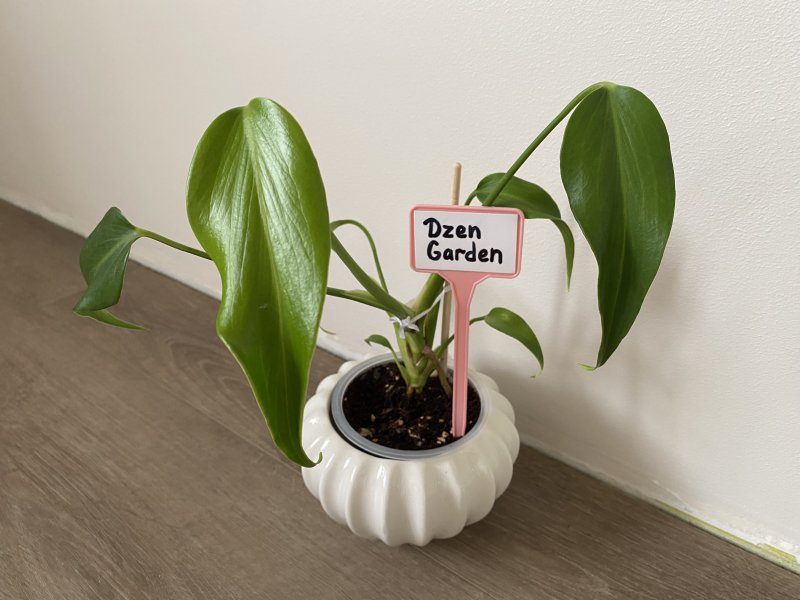 Монстера Бурле Маркс (Burle Marx)