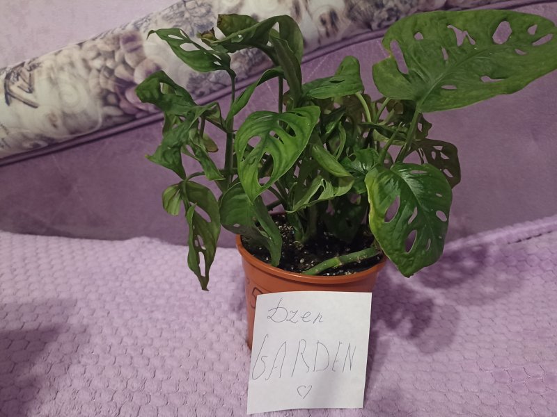 Монстера Маска Обезьяна (Monstera Monkey Mask)