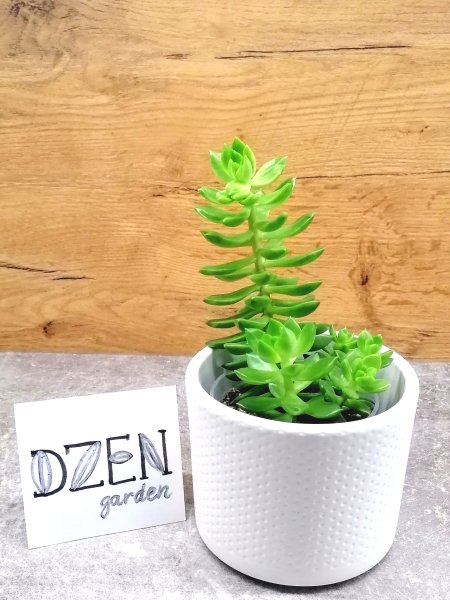 Очиток Адольфа (Sedum adolphii)