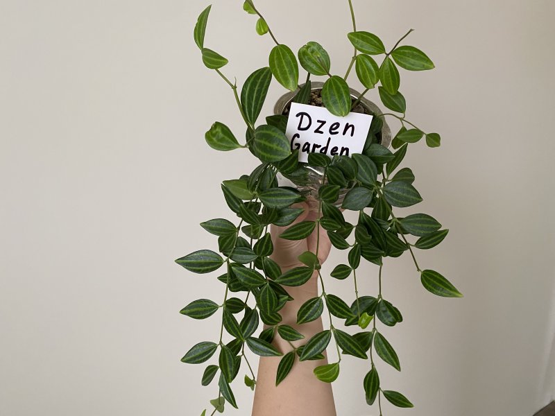 Пеперомия ангулата (Peperomia Angulata)