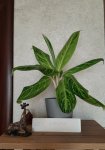 Аглаонема Король Сиама (Aglaonema King of Siam) (фото 2)
