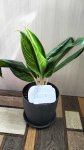 Аглаонема Король Сиама (Aglaonema King of Siam) (фото 1)