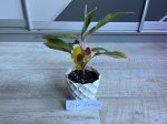 Аглаонема Сиам Аврора (Aglaonema Siam Aurora) (фото 1)